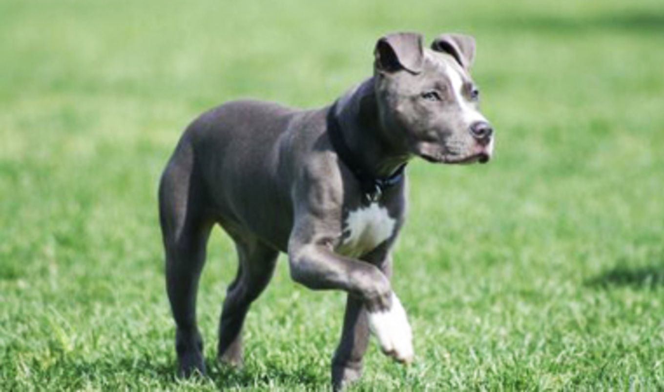 Vick's Dog Sanctuary