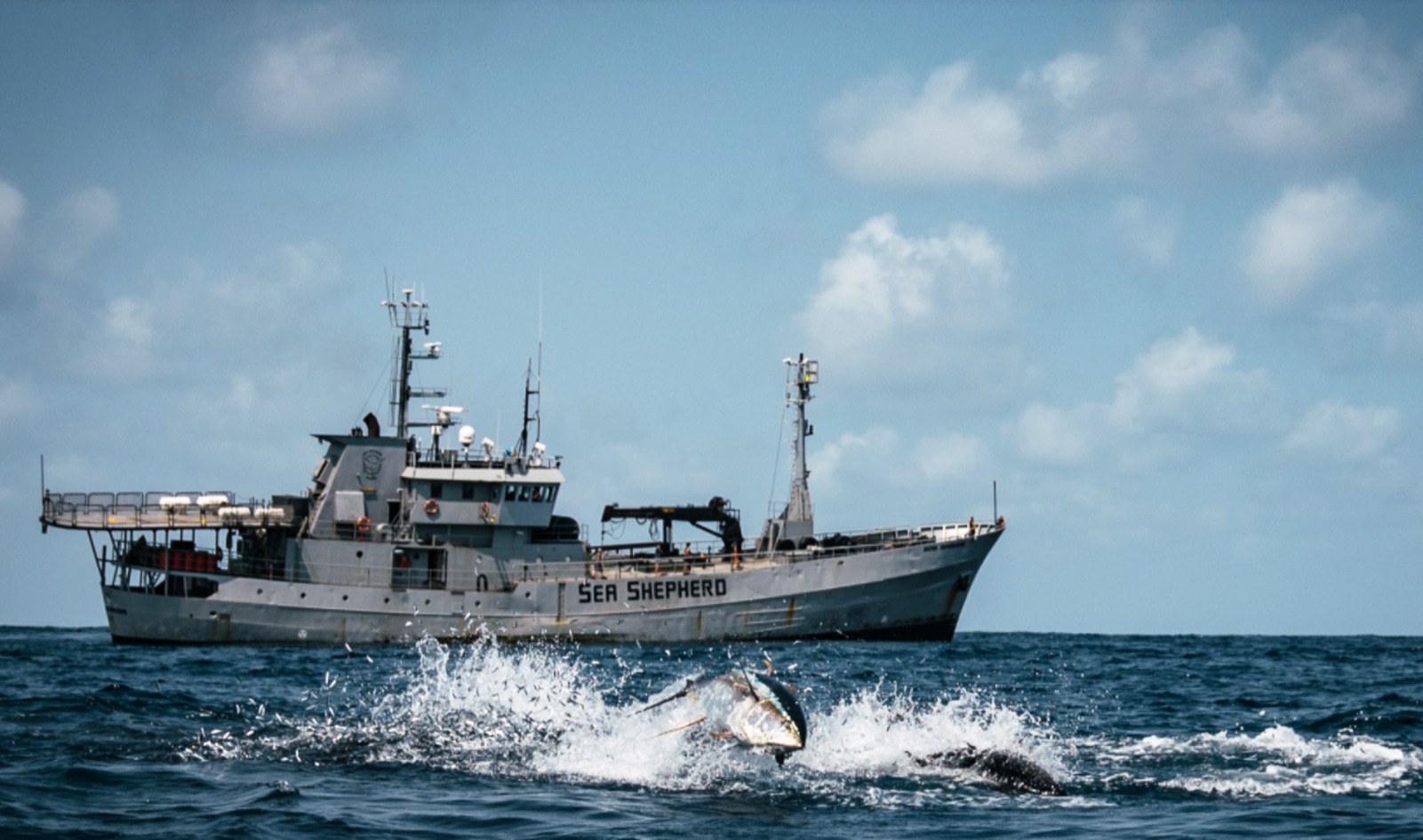 Still Looking for Answers After Watching <i>Seaspiracy</i>? This 12-Minute Followup Documentary Can Help