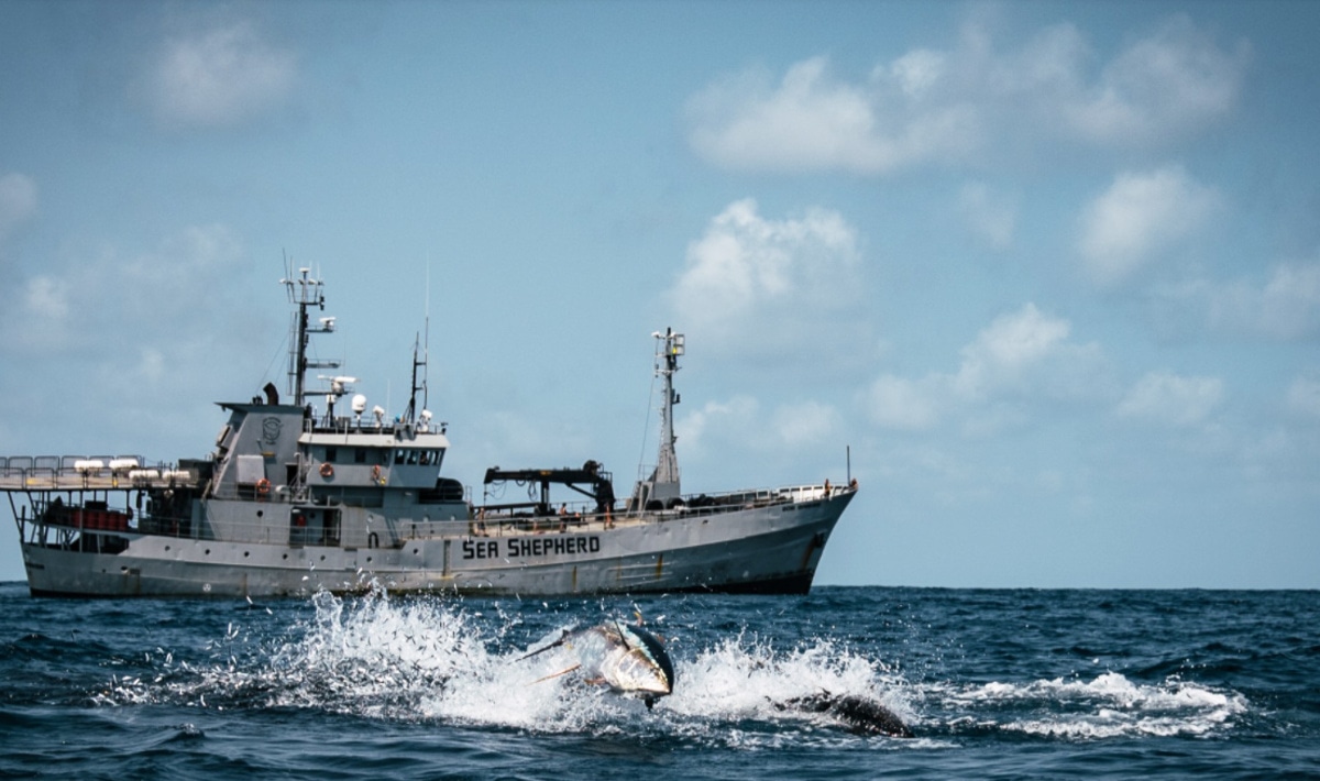 Still Looking for Answers After Watching Seaspiracy? This 12-Minute Followup Documentary Can Help - Vimarsana News