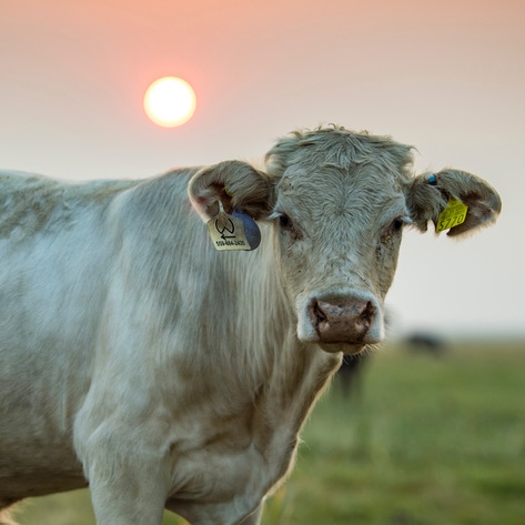 Opinion: COP26 Shortcomings on Addressing Animal Agriculture and Climate Change