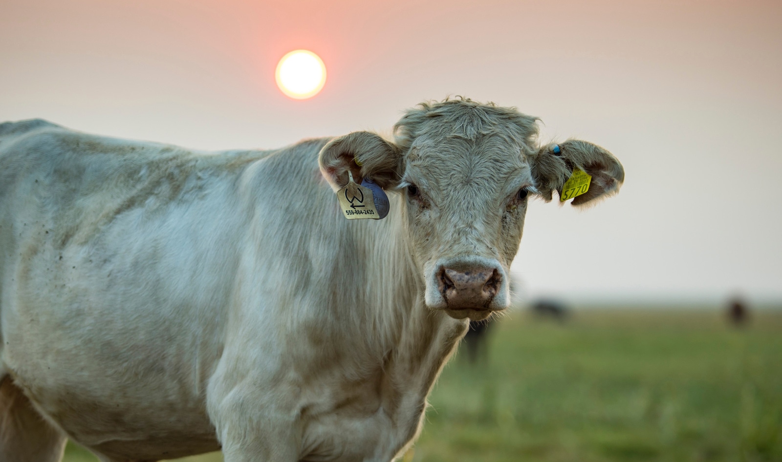 Animal Agriculture Linked to More than 12,000 Air Pollution Deaths Annually