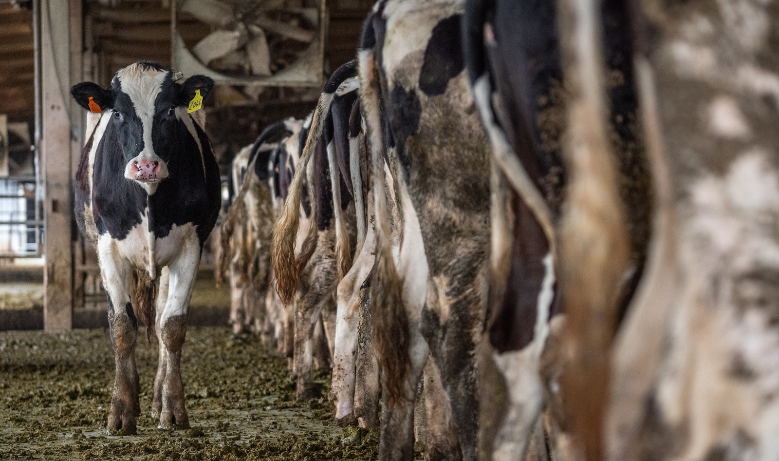 Study: 60 Percent of Food Industry Emissions Come From Meat—Twice As Much as Plants