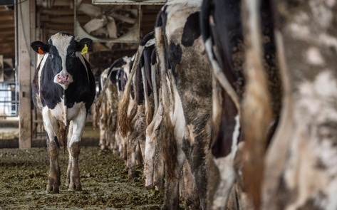 Study: 60 Percent of Food Industry Emissions Come From Meat—Twice As Much as Plants