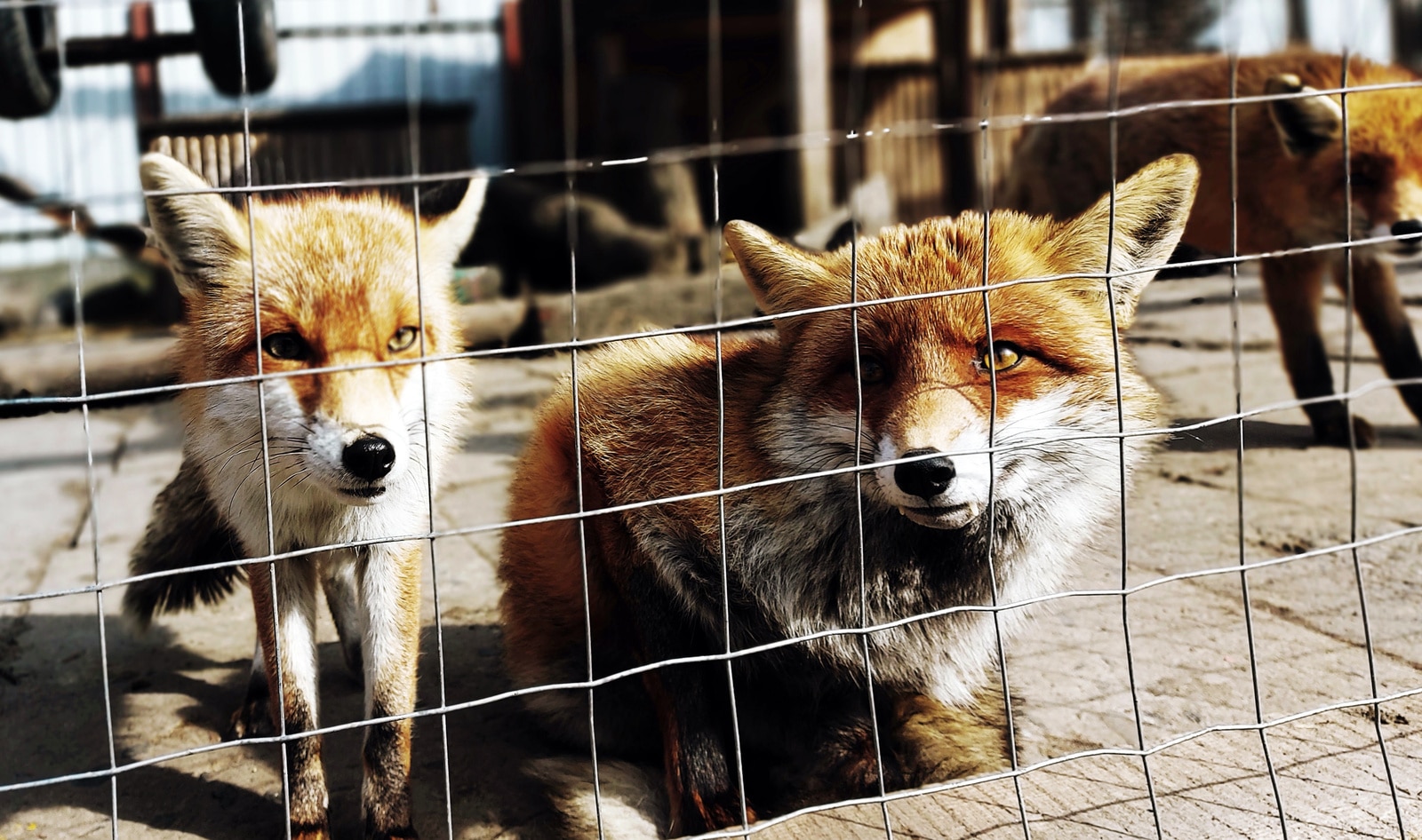 Estonia Becomes First Baltic Nation to Ban Fur Farming
