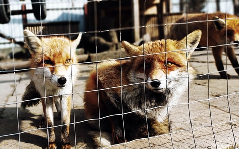 Estonia Becomes First Baltic Nation to Ban Fur Farming