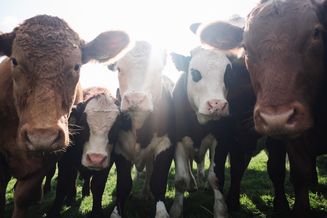 VegNews.CowsGroup