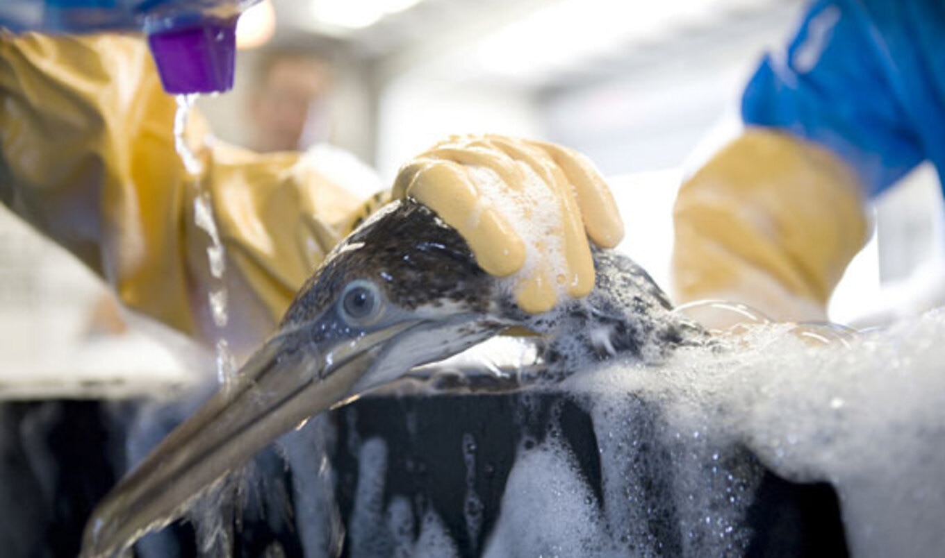 How to Help Those Devastated by the BP Oil Spill