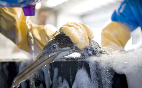 How to Help Those Devastated by the BP Oil Spill