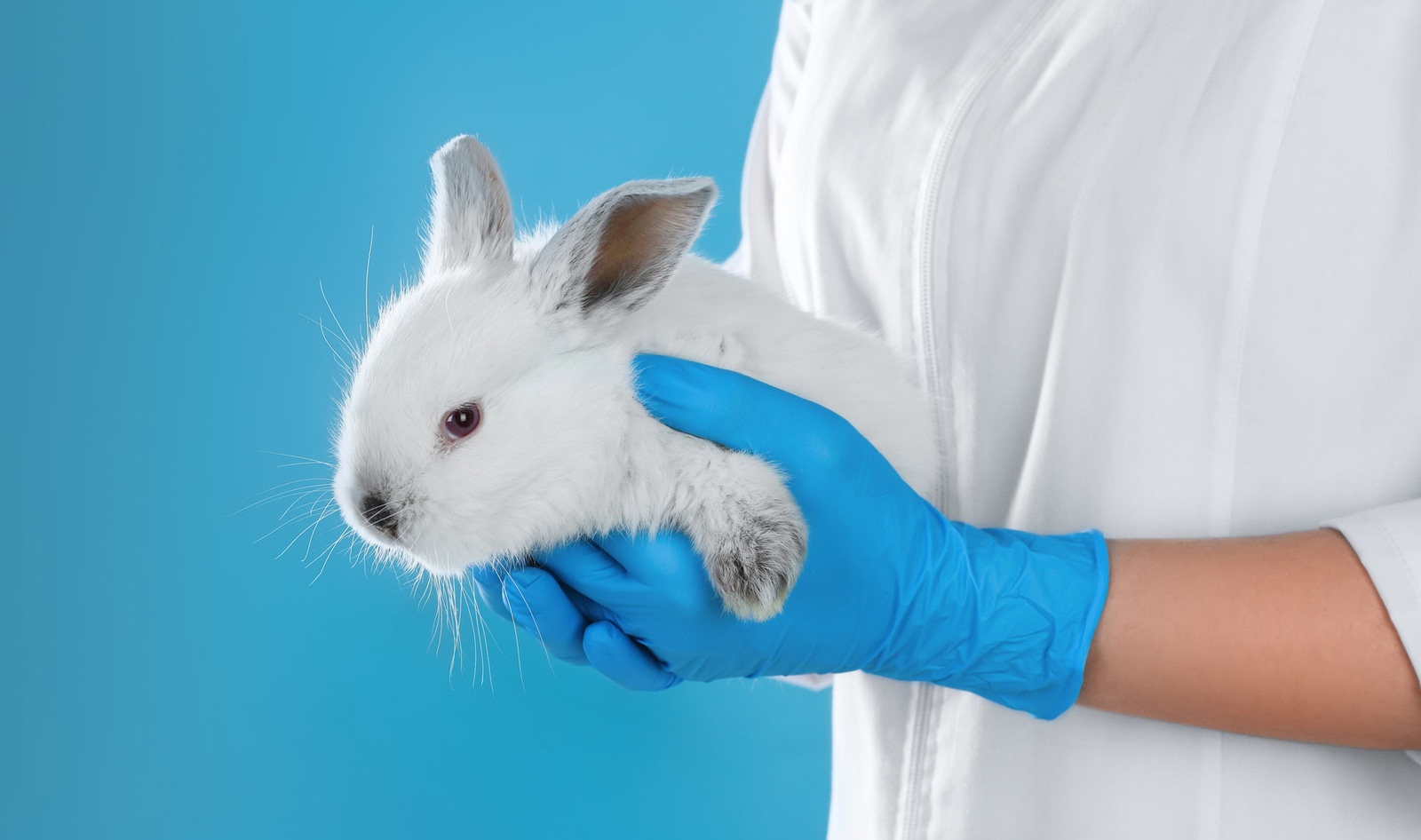 Maine Just Became the Sixth State to Ban Sales of Cosmetics Tested on Animals&nbsp;