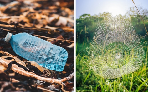 Can This Vegan Spider Silk Replace Single-Use Plastics?