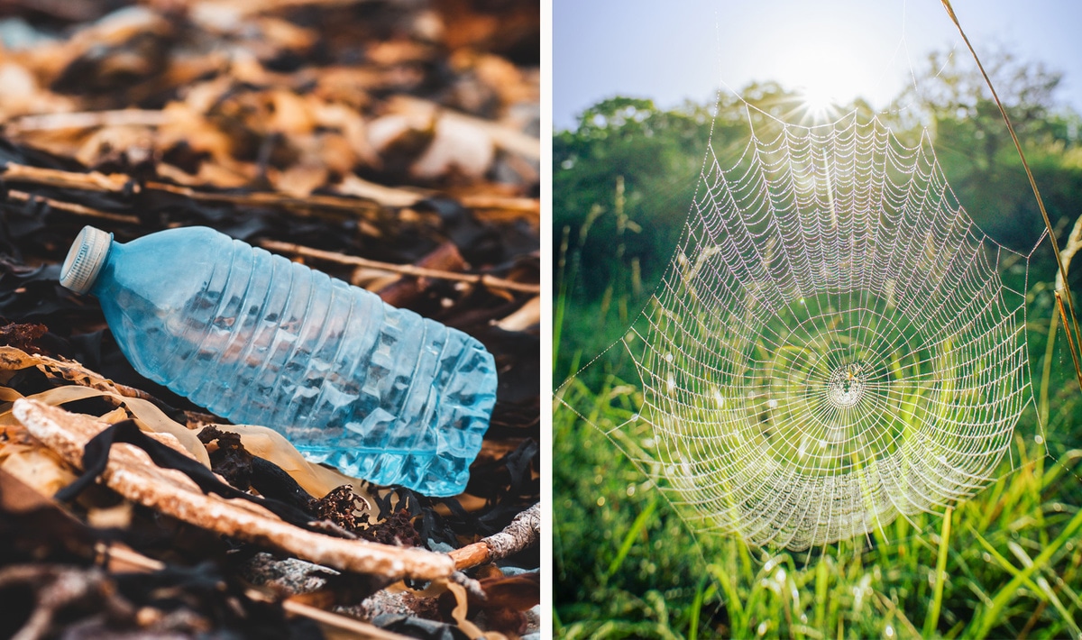 Can This Vegan Spider Silk Replace SingleUse Plastics? VegNews