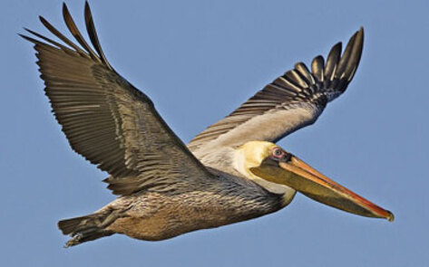 Teenagers Aiding the Gulf