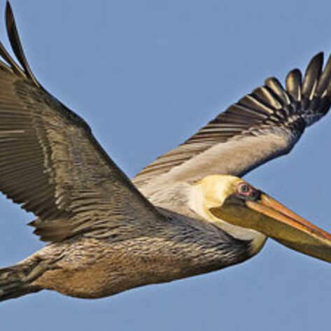 Teenagers Aiding the Gulf