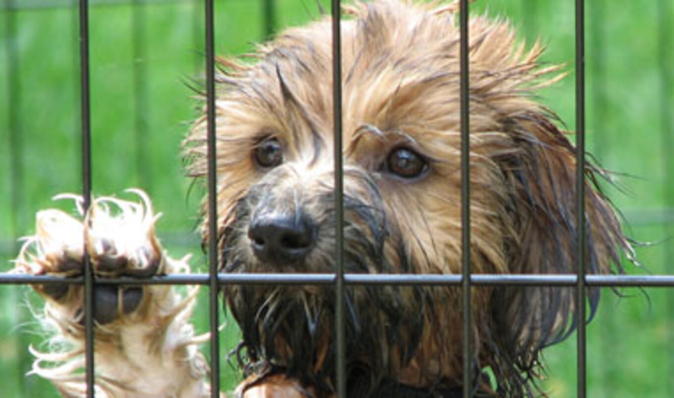 Anti-Puppy Mill Petition
