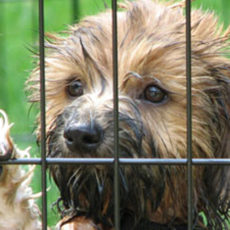 Los Angeles Bans Non-Rescue Animals in Pet Stores