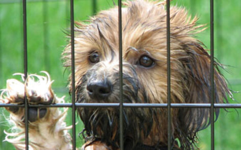 <i>Today</i> Exposes Puppy Mills
