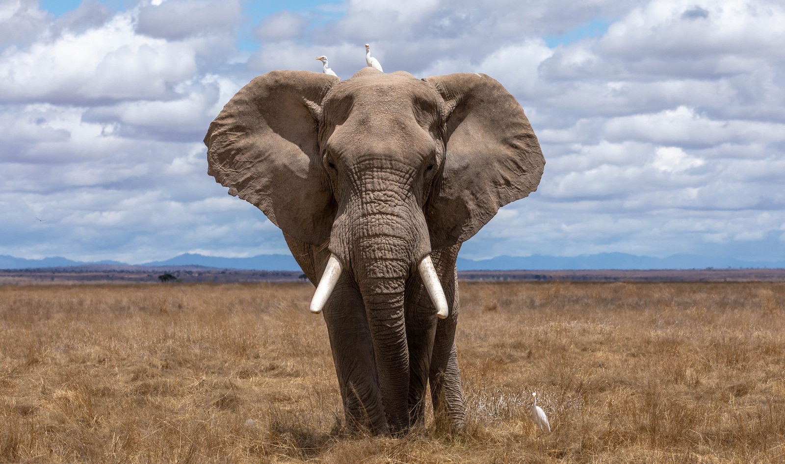UK to Ban Keeping Elephants Captive in Zoos