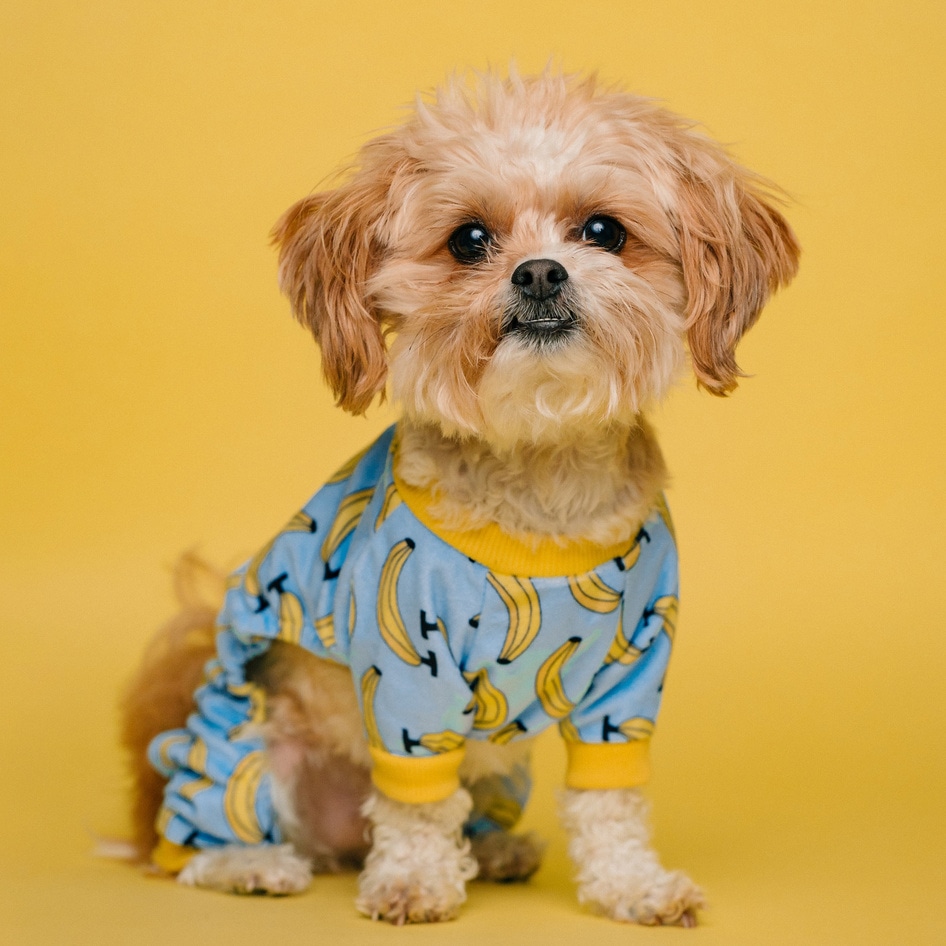 Illinois Becomes Fifth State to Ban Retail Pet Sales 