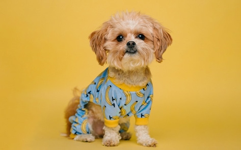 Illinois Becomes Fifth State to Ban Retail Pet Sales 