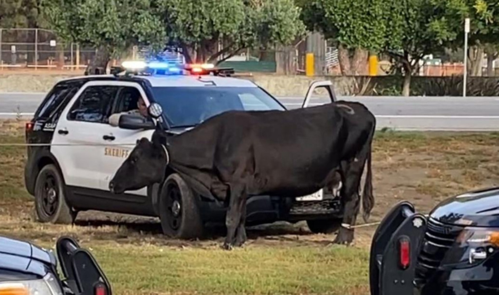 40 Cows Escape California Slaughterhouse. One Will Now Live Out Her Life at Farm Sanctuary