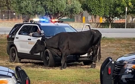 40 Cows Escape California Slaughterhouse. One Will Now Live Out Her Life at Farm Sanctuary