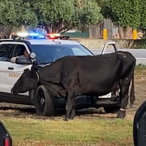 40 Cows Escape California Slaughterhouse. One Will Now Live Out Her Life at Farm Sanctuary