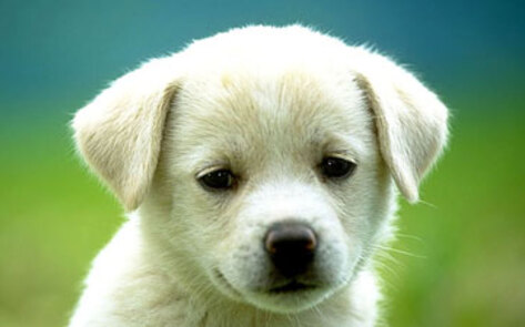 People Look Like Pets