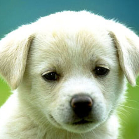Legislation Puts Pressure on Internet Dog Breeders