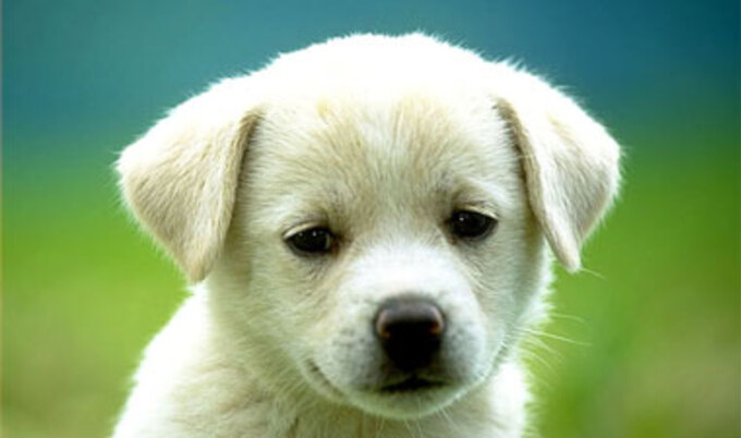 VND.puppy