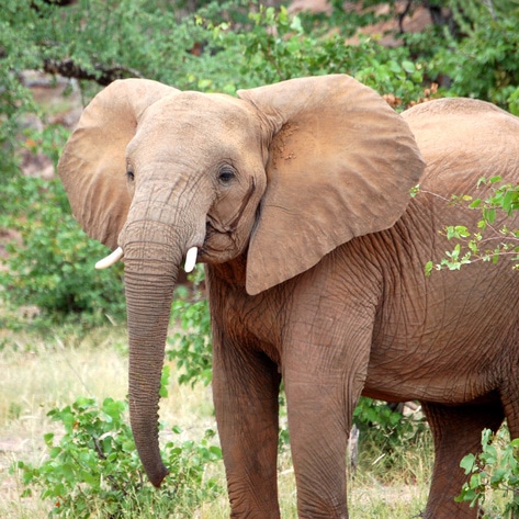 Endangered Elephants Get a “Google Translate” Database to Help Increase Protection Efforts