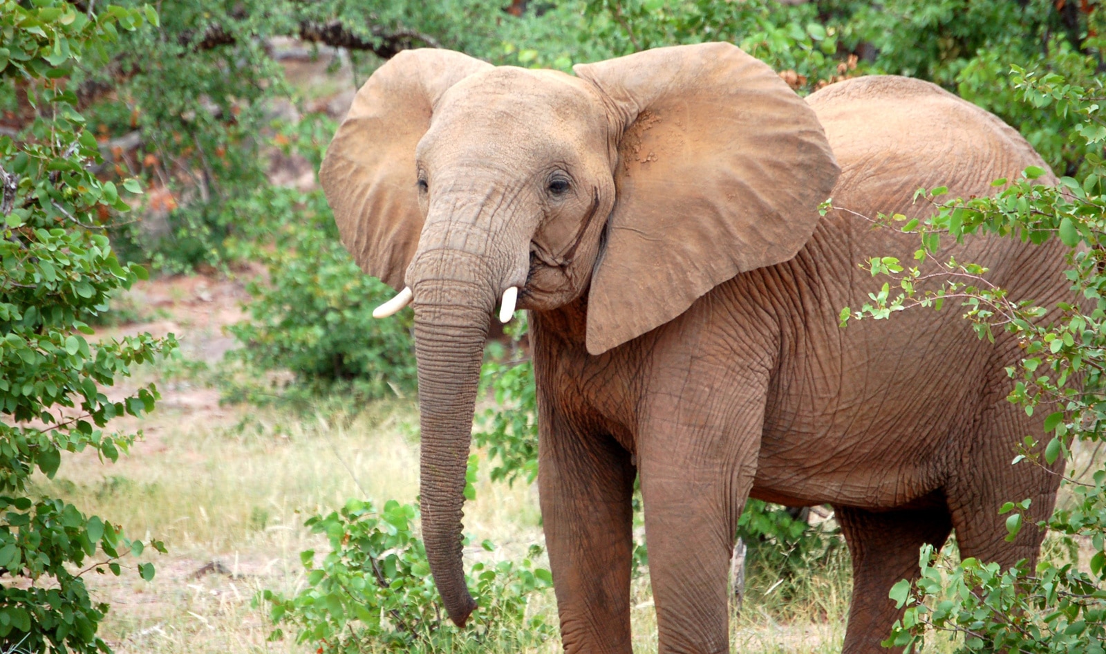 Endangered Elephants Get a “Google Translate” Database to Help Increase Protection Efforts