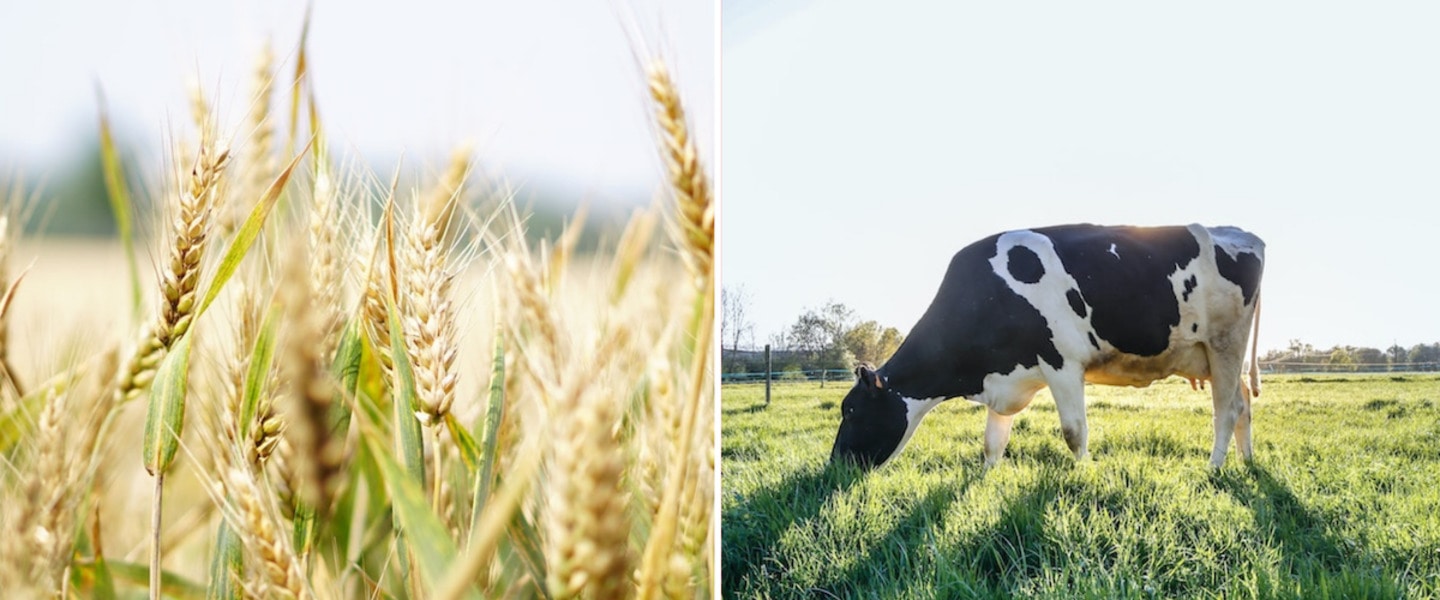 This 75-Year-Old Dairy Brand Just Launched Its First Vegan Milk. And It's Made From Barley And Oats