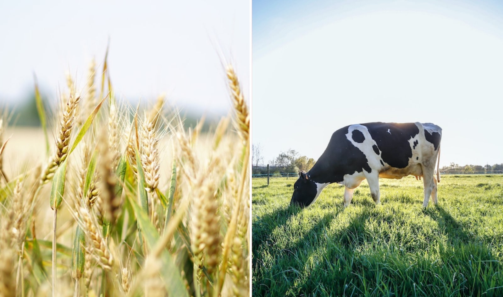 This 75-Year-Old Dairy Brand Just Launched Its First Vegan Milk. And It's Made From Barley And Oats