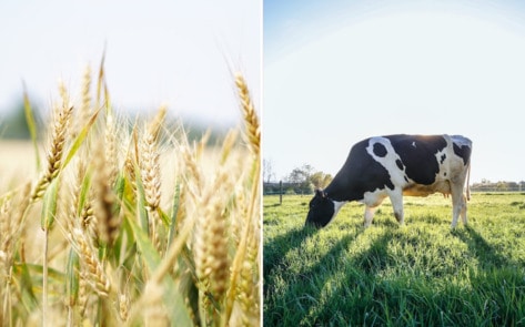 This 75-Year-Old Dairy Brand Just Launched Its First Vegan Milk. And It's Made From Barley And Oats