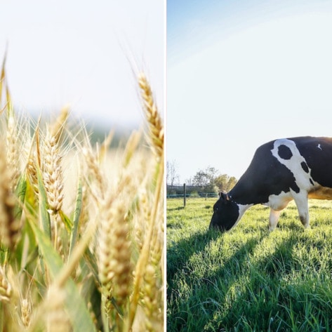 This 75-Year-Old Dairy Brand Just Launched Its First Vegan Milk. And It's Made From Barley And Oats