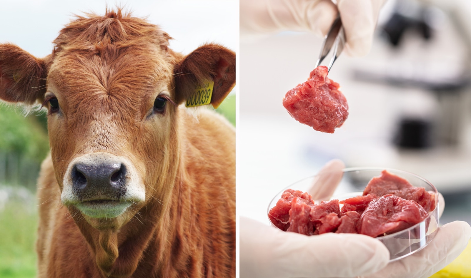 Nestlé Is First Major Food Company to Get Behind Lab-Grown Meat. Is That a Good Thing?