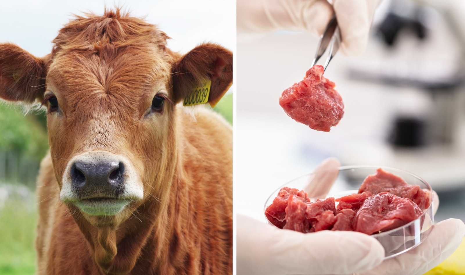 What is lab-grown meat? How it's made, environmental impact and