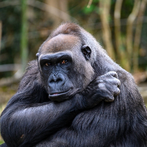 Zoos Drug Animals to Force Mating. A New York Bill Could Put That Practice to an End.&nbsp;