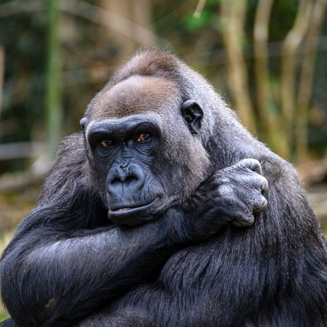 Zoos Drug Animals to Force Mating. A New York Bill Could Put That Practice to an End. 