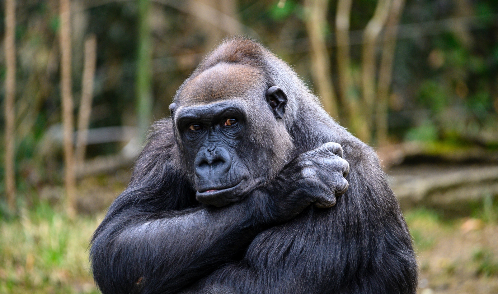 Zoos Drug Animals to Force Mating. A New York Bill Could Put That Practice  to an End. | VegNews