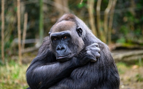 Zoos Drug Animals to Force Mating. A New York Bill Could Put That Practice to an End. 