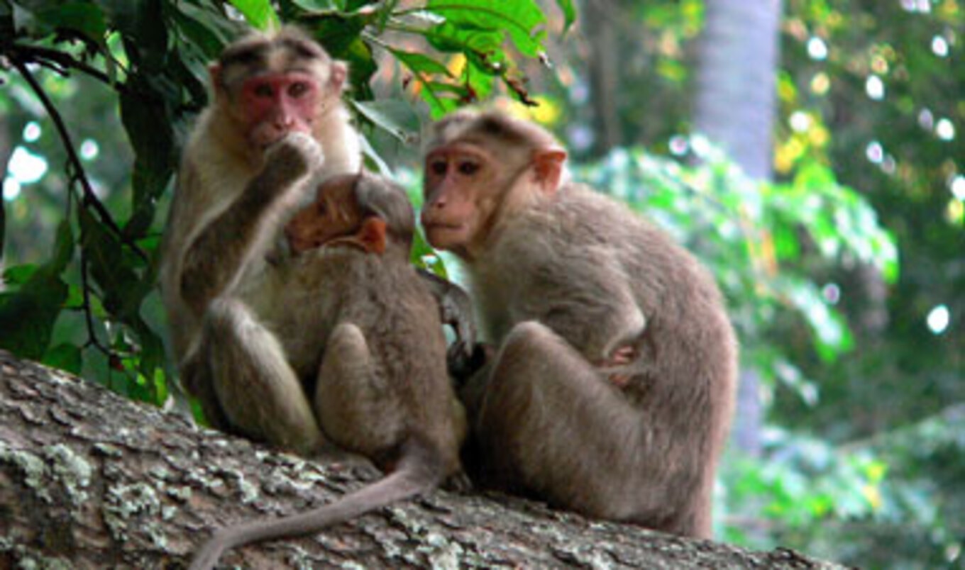 United Stops Flying Medical-Research Primates