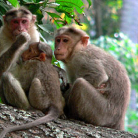 Studies Demonstrate Animal Thinking Abilities