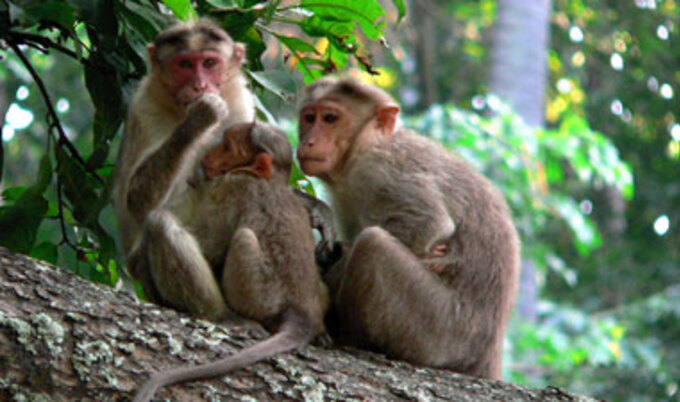 vndmonkeys