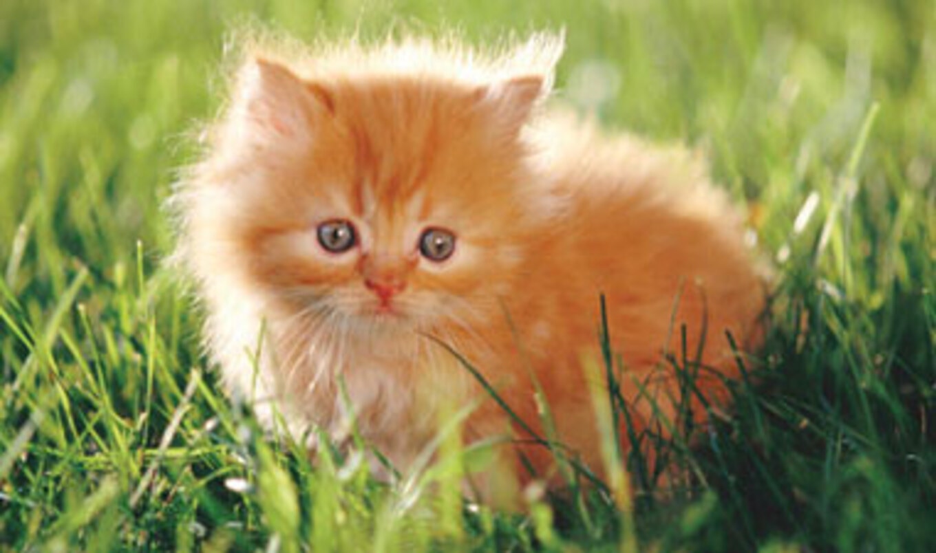 Seth MacFarlane's Cat Oasis