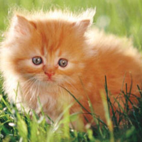 Seth MacFarlane's Cat Oasis