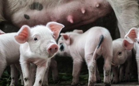 Federal Judges Reject Meat Industry's Attempt to Overturn Animal Welfare Law