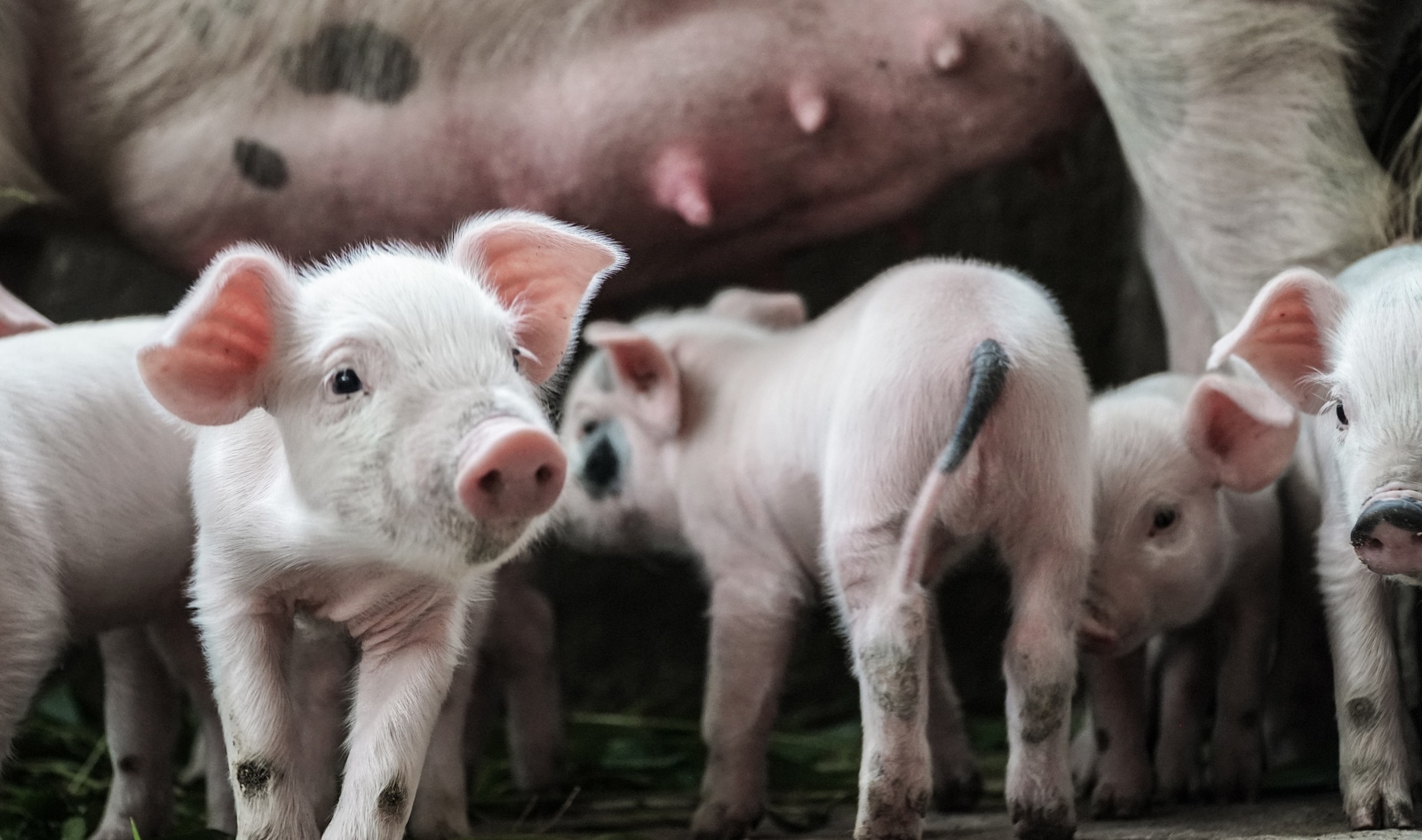 Federal Judges Reject Meat Industry's Attempt to Overturn Animal Welfare Law
