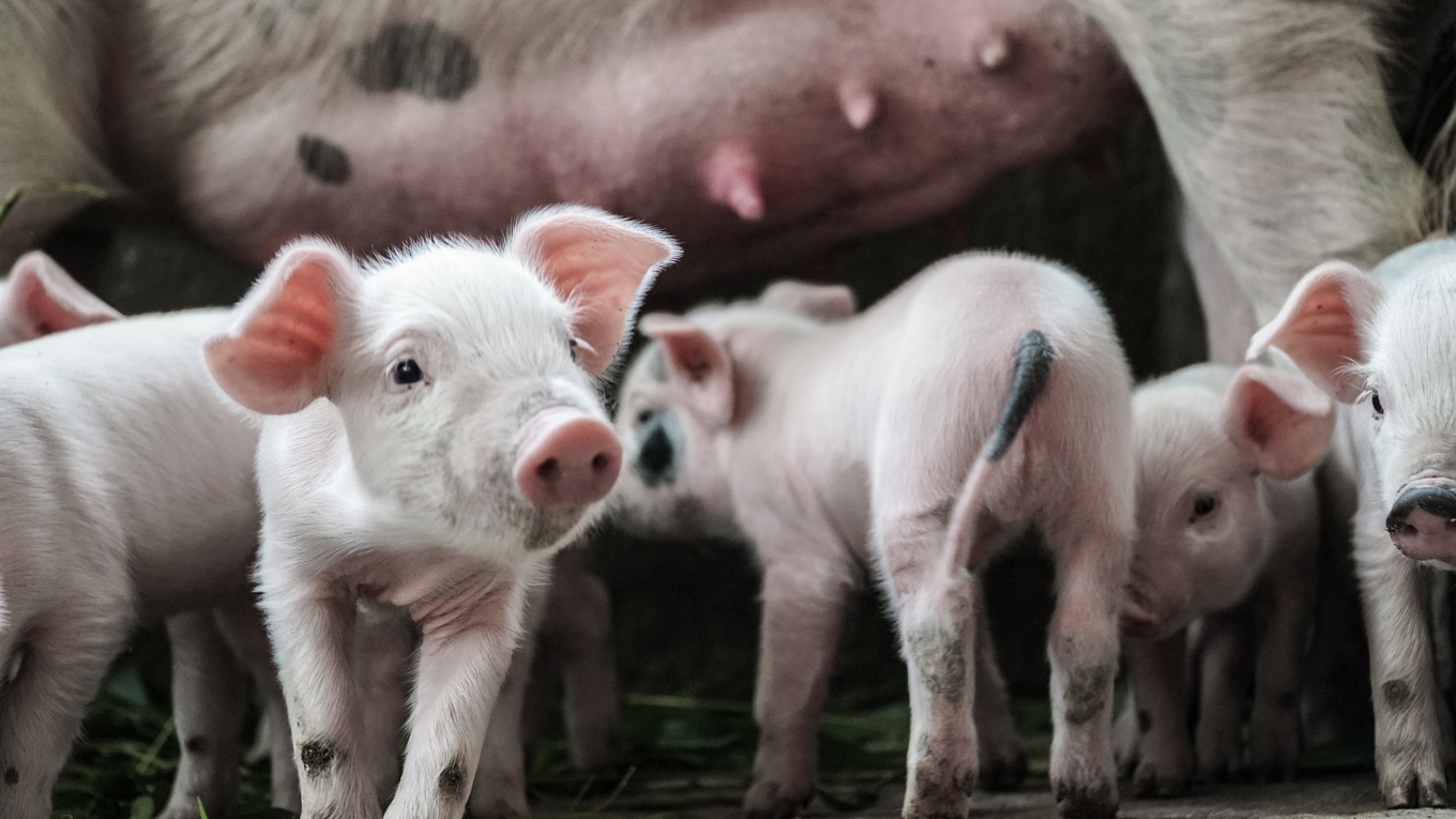 VegNews.PigFamilyFactoryFarm