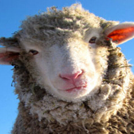 Animal Sanctuary Book Wins Award